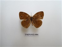 藏品(淡色眉眼蝶)的圖片